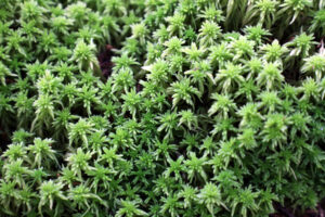 Sphagnum