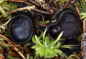 Pseudoplectania nigrella